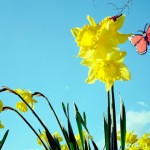 Think Spring Daffodils Thnink Spring