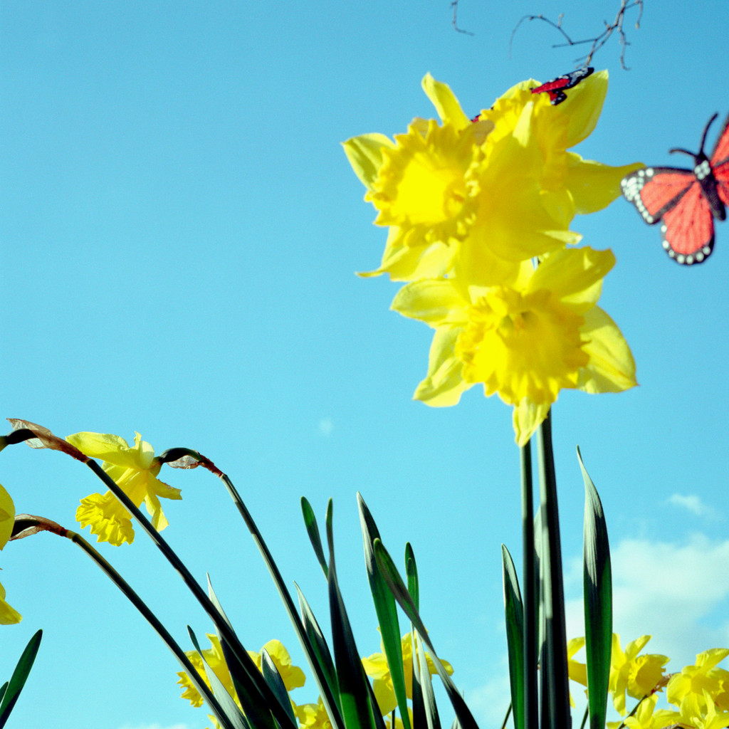 Think Spring Daffodils Thnink Spring
