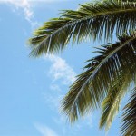 Palm Tree