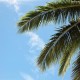 Palm Tree