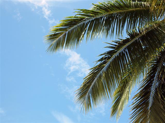 Palm Tree Palm Tree