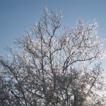 Ice Storm Photo