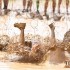 Tough Mudder Tough Mudder