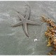 Seabrook Island - Starfish
