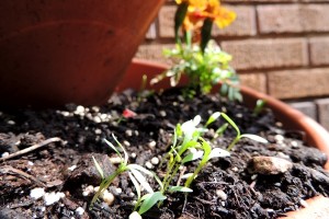 Growing Seeds